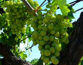 Grappolo di Trebbiano d'Abruzzo