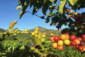 ramo di caffè con drupe rosse