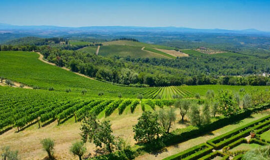 Toscana-vigne