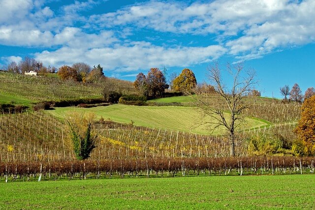 Vini dell’Emilia Romagna